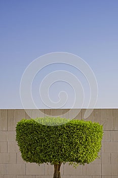 Beautiful green round tree leaves shape on wall background over blue sky in a day light