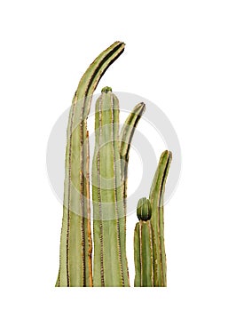 Beautiful green Saguaros cacti on white background