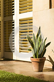 Beautiful green sansevieria plant in a clay pot, on a ceramic floor. Gardening.