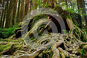 Beautiful green scenery of Giant tree