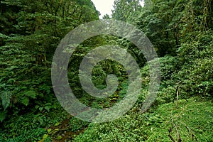 Beautiful green scenery of Giant tree in Alishan forest