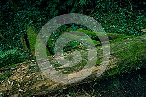 Beautiful green scenery of moss in large trunk at Xitou forest