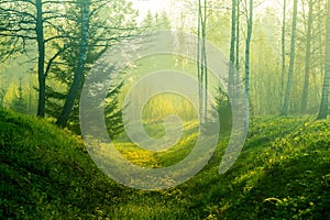 A beautiful, green scenery of a roadside ditch with birch and spruce trees growing. Fresh spring leaves in the soft, diffused morn