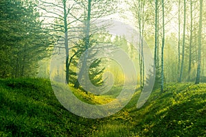 A beautiful, green scenery of a roadside ditch with birch and spruce trees growing. Fresh spring leaves in the soft, diffused morn