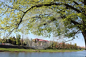 Beautiful green scenery sunny day. River view