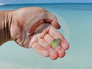 Beautiful green shell mussel in the hand Caribbean sea in Mexico
