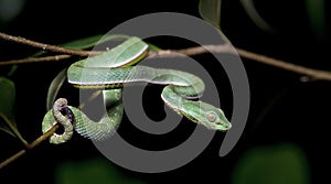 Beautiful green snake on branch, Vogel`s Green Pitviper