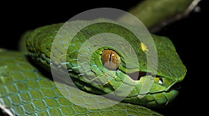 Beautiful green snake on branch, Vogel`s Green Pitviper