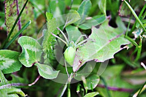 A beautiful green spider hidden between leafs