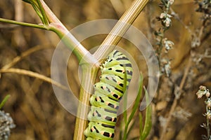 Beautiful green spotted Papilio machaon or Old World swallowtail caterpillar on plant. Soft focused macro shot
