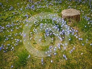 Beautiful green spring grass lawn with many fresh blue Scilla flowers.