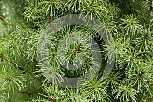 Beautiful green spruce branch with raindrops background