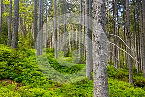 Beautiful green spruce forest in the mountainous part.