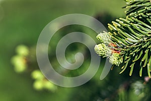Beautiful green spruce tree branch with buds. Macro of a coniferous evergreen tree