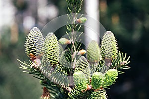 Beautiful green spruce tree branch with young cones. Macro of a coniferous evergreen tree. Blurred background