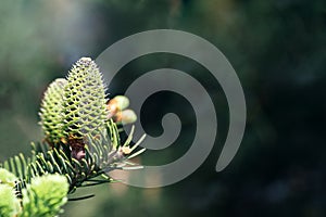 Beautiful green spruce tree branch with young cones. Macro of a coniferous evergreen tree. Blurred background