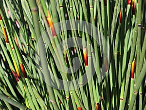 Beautiful green stemps