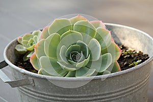 A beautiful green succulent plant in a zinc box