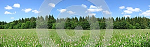 Beautiful green summer landscape with green meadow grass, wildflowers, shrubs, trees, natural nature concept, ecology,
