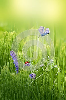 Beautiful green summer or spring background. Butterfly with white and purple wild flowers in the field.  Sel