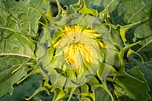 Beautiful green sunflower bud, going to open its petals. Close U