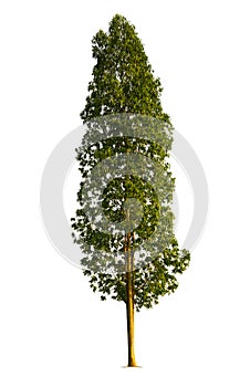 Beautiful green and tall eucalyptus isolated on white background