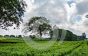 Beautiful Green Tea Fields of Indonesia