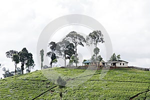Beautiful green tea plantation landscape