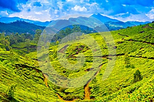 Beautiful green tea plantations with blue mountain, Munnar,
