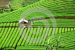 Beautiful green terraced fields with a hovel