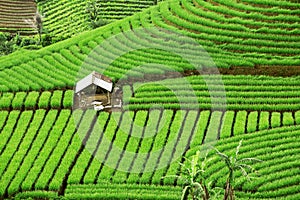 Beautiful green terraced fields with a hovel photo
