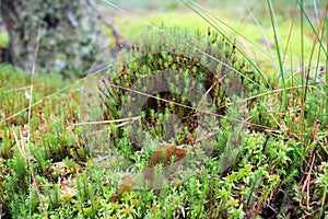 Beautiful green thick moss