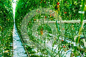 Beautiful green tomatoes grown in a greenhouse.