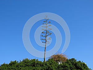 Beautiful green top of the Agave plant against the blue sky in Israel in winter.