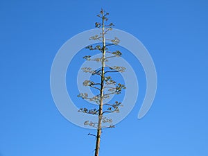 Beautiful green top of the Agave plant against the blue sky in Israel in winter.