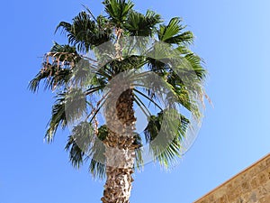 Beautiful green top of a palm tree against a blue sky next to a part of the wall.