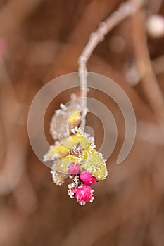 Beautiful green tree branch with leaves and berries, covered with white, sharp needles of hoarfrost on a background of a winter