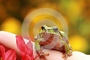 Beautiful green tree frog on human hand