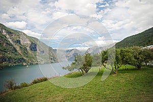 beautiful green trees and grass on coast of Aurlandsfjord in majestic mountains Flam
