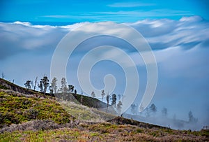 Beautiful green trees on mountain with fog at sunrise in the morning