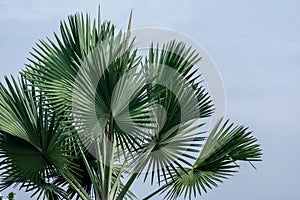 Beautiful green tropical fan leaves palm tree under the clear and bright blue sky