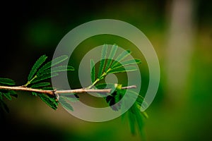 Beautiful green twig of a tree