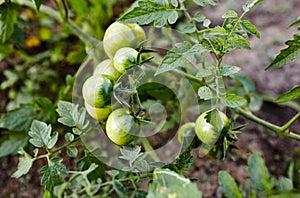 Beautiful green unripe heirloom tomatoes grown on a farm