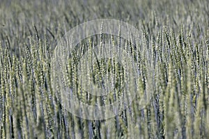 beautiful green unripe rye cereals in the summer