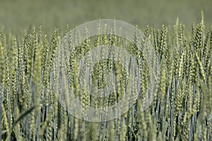 beautiful green unripe rye cereals in the summer