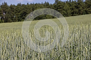 beautiful green unripe rye cereals in the summer