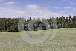 beautiful green unripe rye cereals in the summer