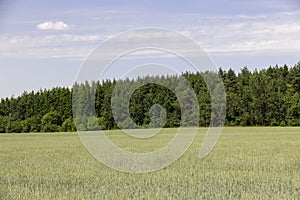 beautiful green unripe rye cereals in the summer