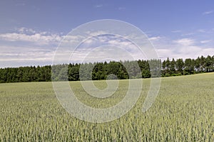 beautiful green unripe rye cereals in the summer