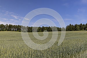 beautiful green unripe rye cereals in the summer